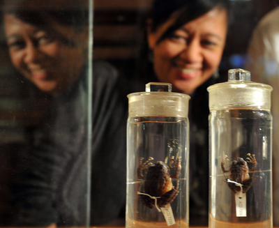 カエルの新種2種を発見、フィリピン