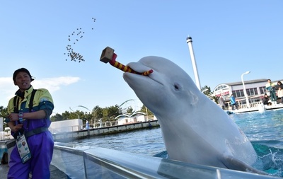 「鬼は外、福は内」、八景島のシロイルカが節分の豆まき