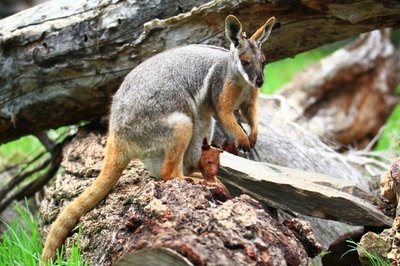 カンガルーの「孤児」、ワラビーママが育てる 豪動物園