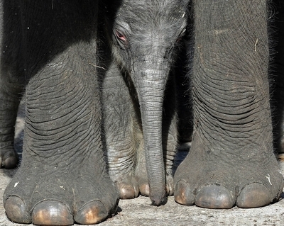ゾウの足に6本目の「指」、サイエンス誌