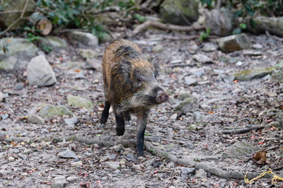 イノシシと間違えて父親を射殺、狩猟中に イタリア