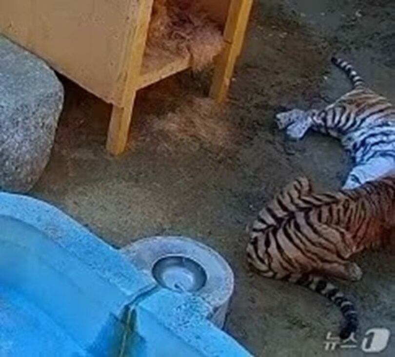 2月18日午後4時15分ごろ、ソウル大公園猛獣舎A棟内部放飼場で争うミホとクムガン＝ソウル市議のイ・ヨンシル氏提供(c)news1