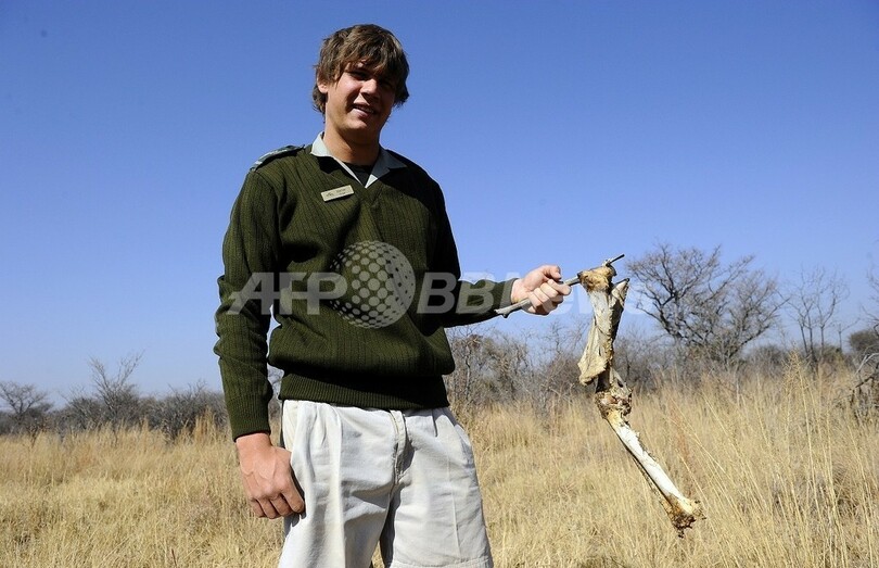 ライオンの骨、伝統薬人気がもたらす危機 南ア