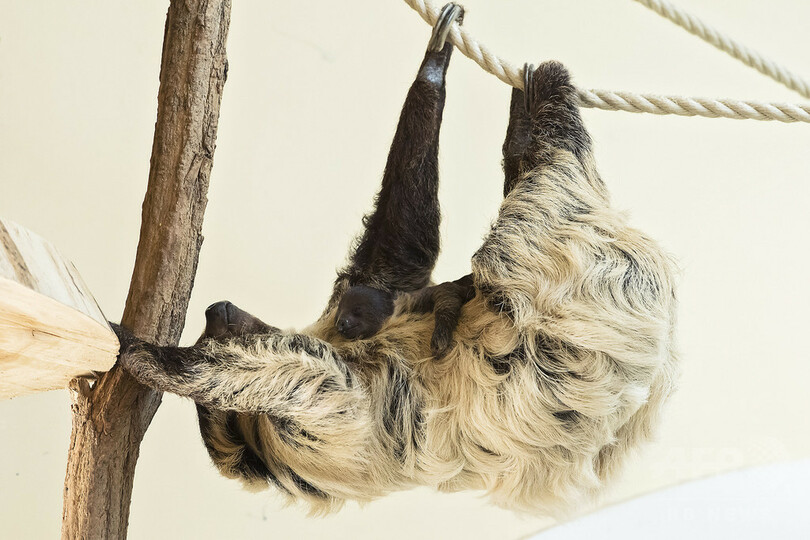 生後1か月のナマケモノの赤ちゃん、写真初公開 ウィーン