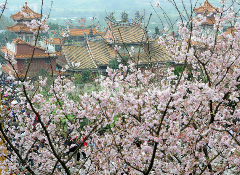 台湾の人びとの心とらえる桜と日本文化