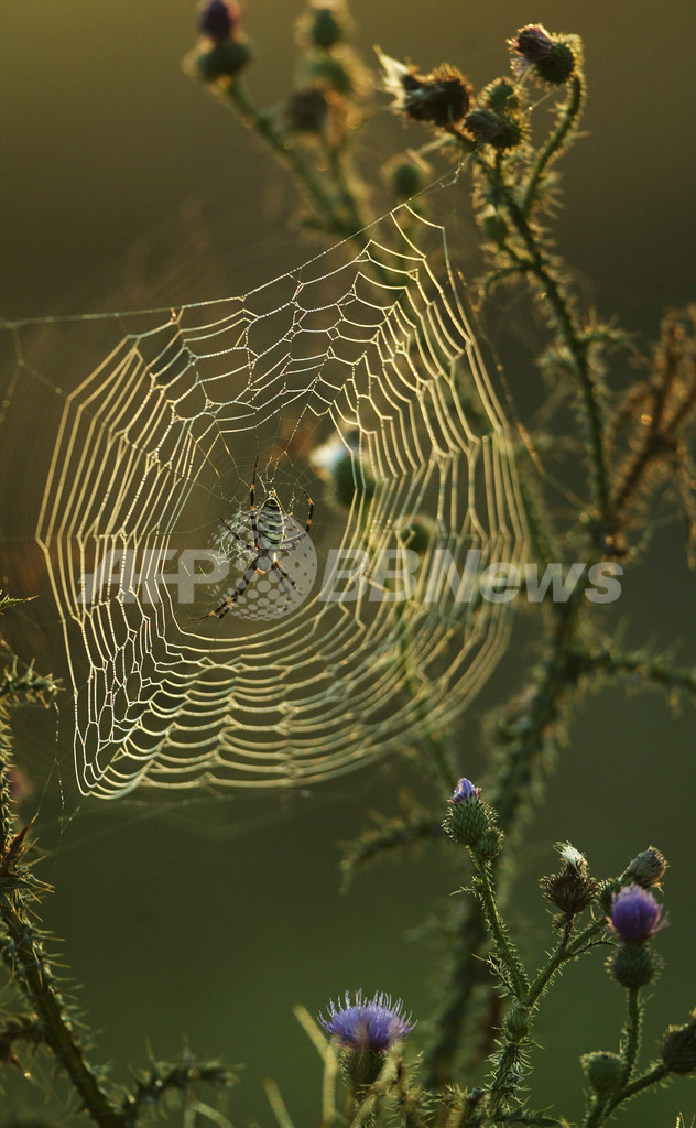 クモの巣の強さの秘密 2つの糸の絡み方にあり Mit研究 写真1枚 国際ニュース Afpbb News