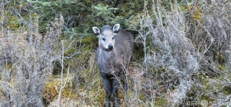 中国青海省で希少な「マエガミジカ」発見