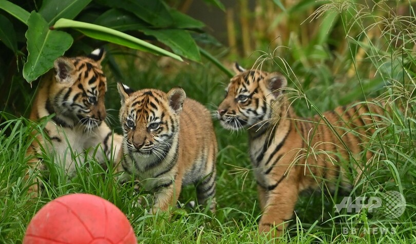 希少なスマトラトラの赤ちゃん3頭、豪動物園で初公開