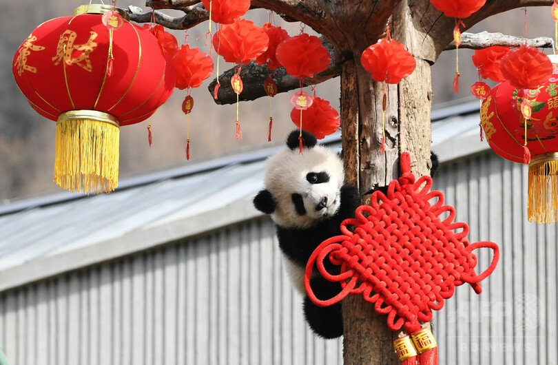 あけましておめでとう！ジャイアントパンダも新年祝う