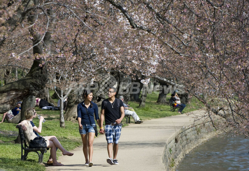 一足お先にお花見、米首都ワシントンの桜咲く