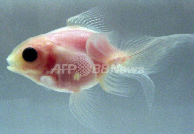内臓が透けて見える金魚、三重大が開発に成功