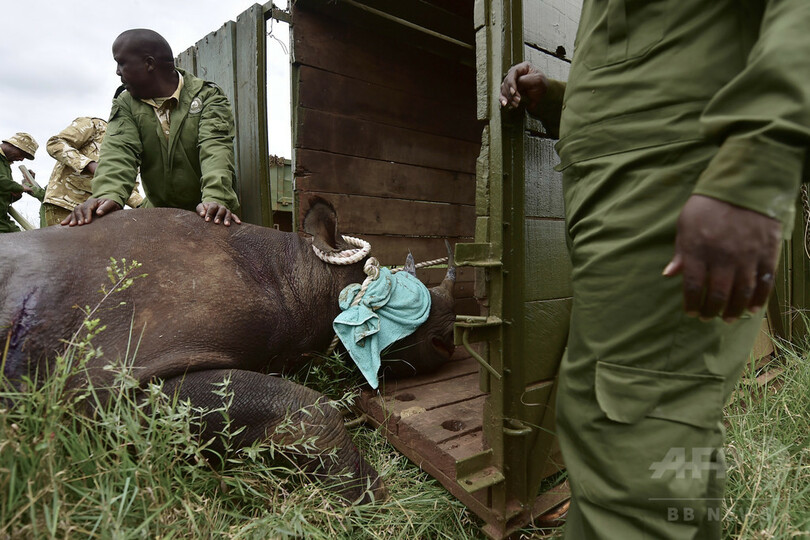 絶滅危惧のクロサイ8頭死ぬ、新保護区への移送後 ケニア