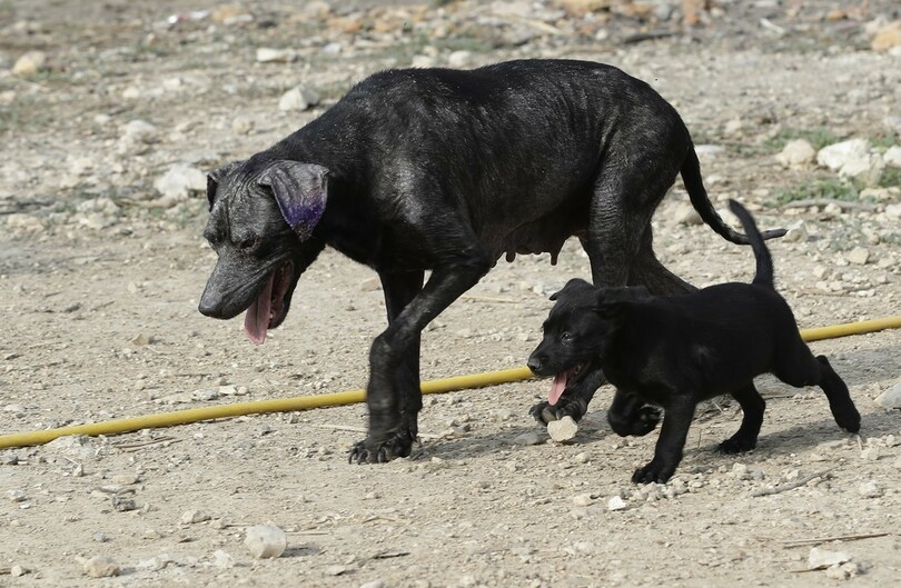 野良犬を毒餌で殺処分 市民から激しい怒りの声 レバノン 写真1枚 国際ニュース Afpbb News