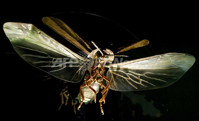 「光の生き物たち」展、米自然史博物館で開催