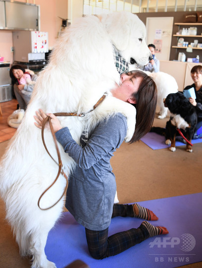 犬や猫と楽しむヨガ教室 首都圏で人気じわり 写真26枚 国際ニュース Afpbb News