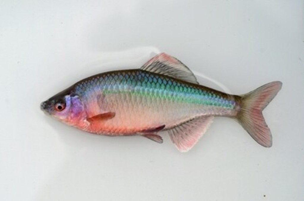 国内外来タナゴ類の都道府県別分布状況初発表 写真1枚 国際ニュース:AFPBB News