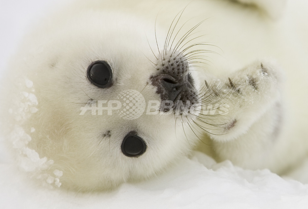 タテゴトアザラシの赤ちゃん、海氷減少で死滅の恐れ カナダ東部 タテゴトアザラシの赤ちゃん、海氷減少で死滅の恐れ カナダ東部