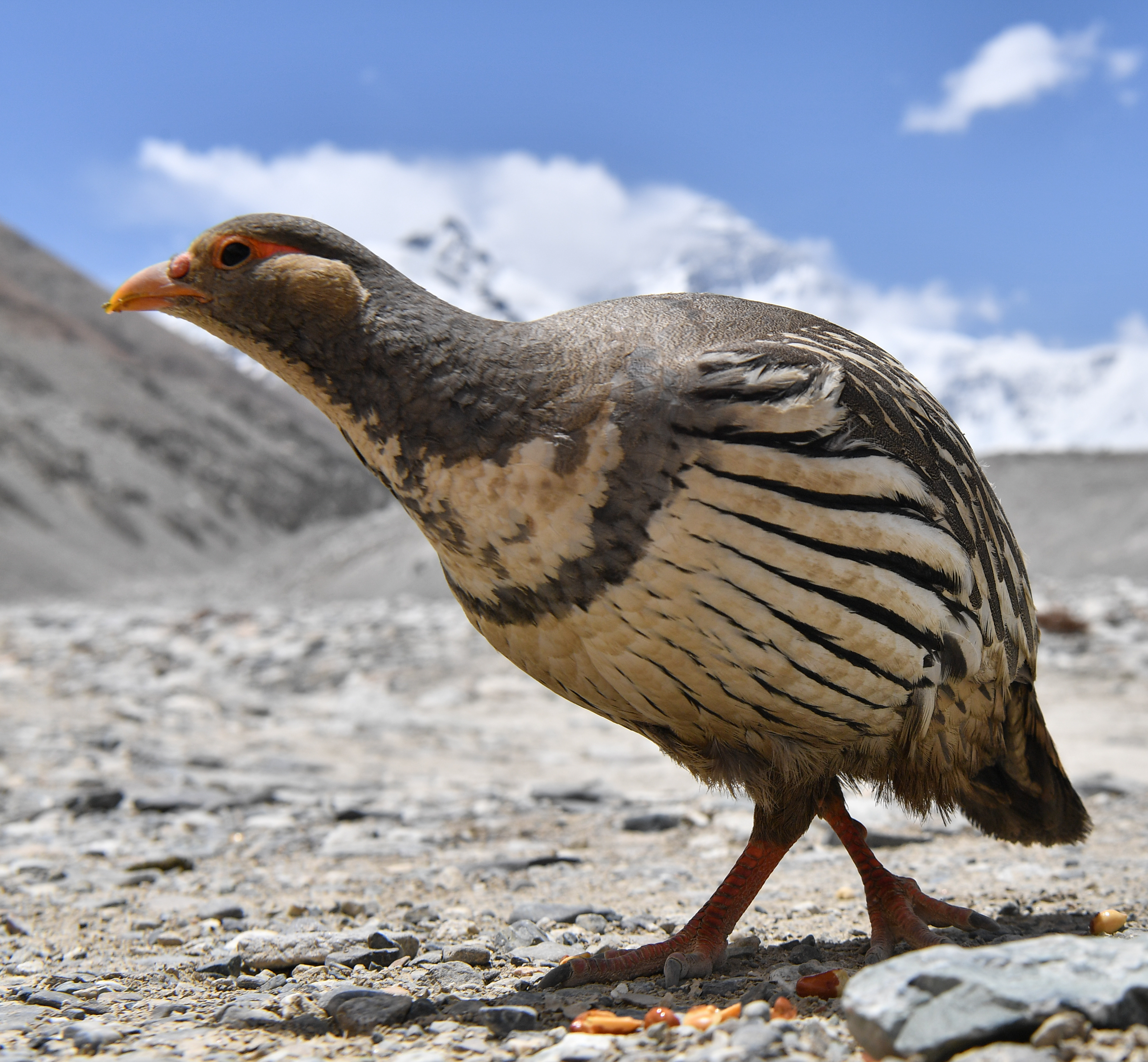 チベットタイマイ（1オス、中国/四川省） 【公式通販】
