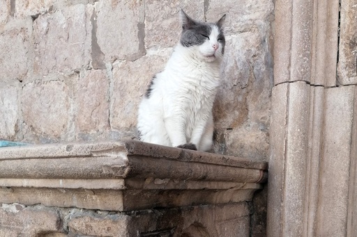 猫お断り 歴史的建造物から追放で反対運動 クロアチア 写真4枚 国際ニュース Afpbb News 猫お断り 歴史的建造物から追放で反対運動 クロアチア 写真4枚 国際ニュース Afpbb News