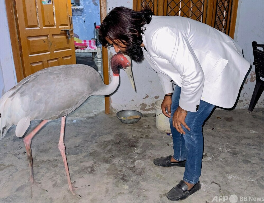 保護して懐いた野生のツル、当局が動物園へ連れ去り インド 写真2枚