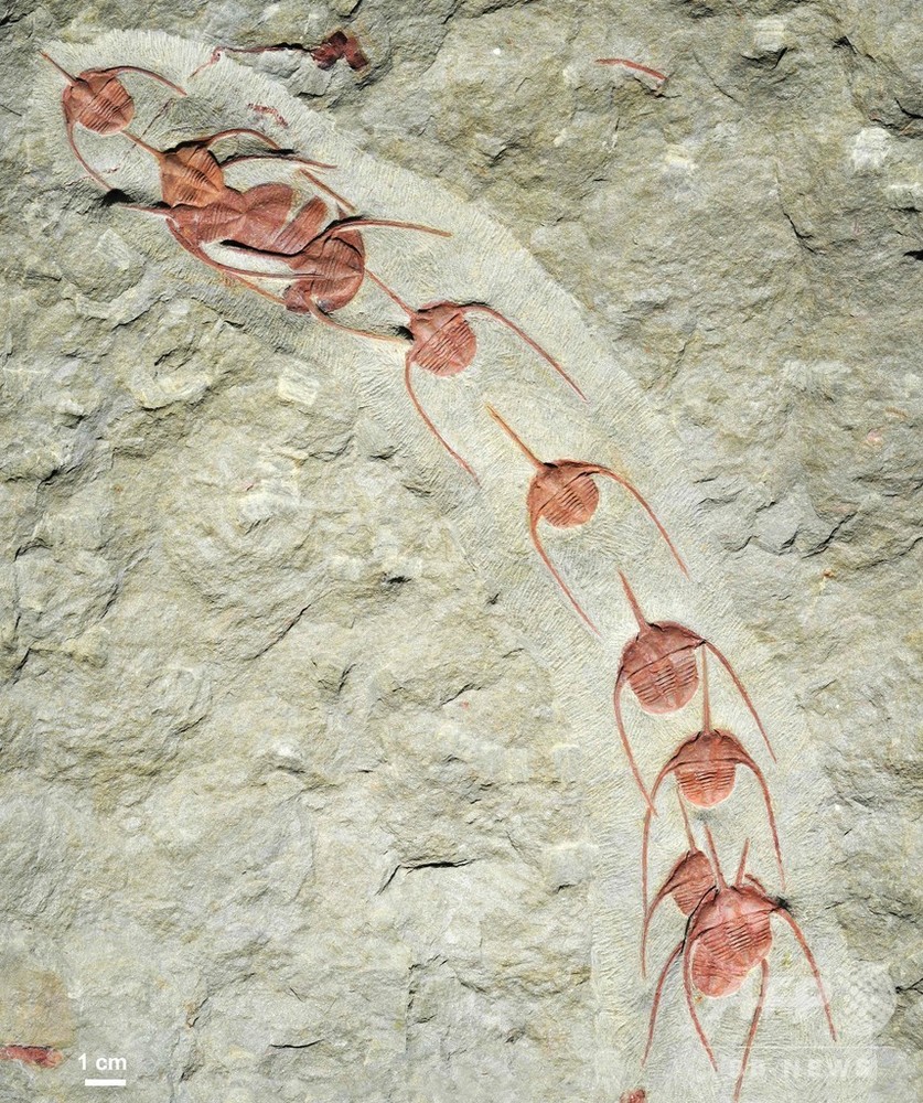 5億年前の「行進」 化石発見、最古の集団行動か 写真2枚 国際ニュース 