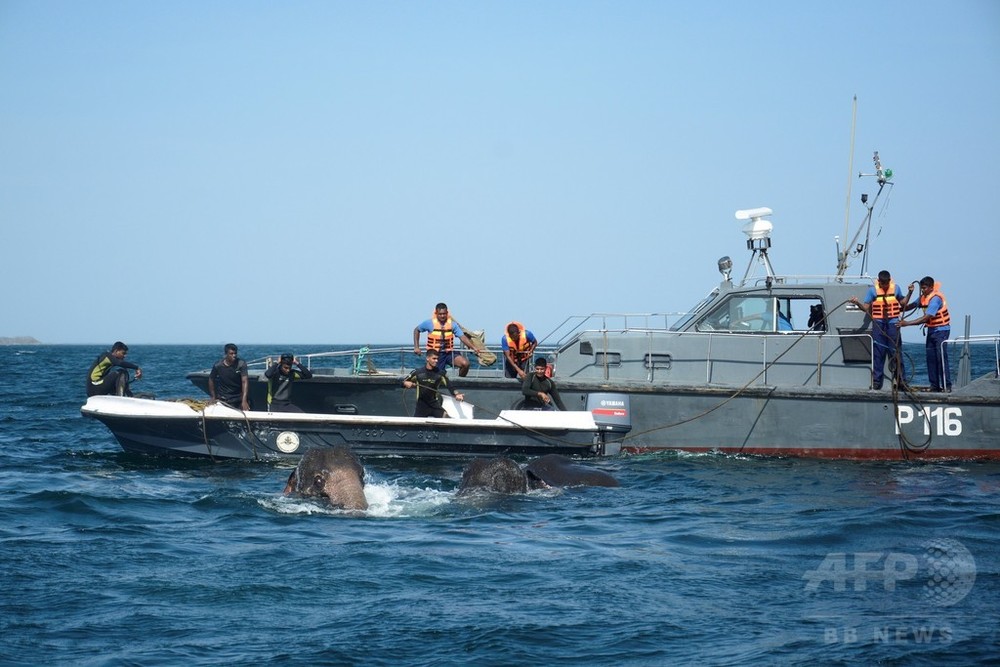 スリランカ海軍、沖に流されたゾウをまた救出 今度は2頭 写真4枚 国際