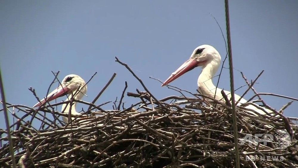 動画 コウノトリの日 に保護訴え 電柱の上に巣を作って感電防止も セルビア 写真1枚 国際ニュース Afpbb News