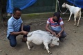 バングラデシュ・チャリグラムの農場で飼育されている体高51センチの牛「ラニ」の大きさを巻き尺で測る人々（2021年7月6日撮影）。(c)Munir Uz zaman / AFP
