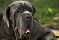 スリランカのコロンボ（Colombo）で恒例の「オールブリード・チャンピオンシップ・ドッグショー（All Breed Championship Dog Show）」が開催され、22犬種155匹の犬たちが参加した（2009年8月16日撮影）。(c)AFP/Ishara S. KODIKARA