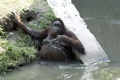 インドネシア・スラバヤ（Surabaya）のスラバヤ動物園（Surabaya Zoo）で、人工の川で水浴びするオランウータン（2013年10月10日撮影）。(c)AFP/JUNI KRISWANTO