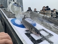 長江の武漢市区間でカラチョウザメの稚魚５万匹を放流 