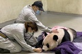 台湾の台北市立動物園で、獣医師の診察を受けるパンダの「団団（トゥアントゥアン）」。同園提供（撮影日不明、2022年11月19日公開）。(c)AFP PHOTO / Taipei Zoo
