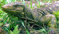 フィリピンのルソン島（Luzon Island）北部で発見された新種のオオトカゲ「ヴァラヌス・ビタタワ（Varanus bitatawa）」（2010年4月6日提供）。(c)AFP/ROYAL SOCIETY/JOSEPH BROWN