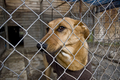 南米チリの首都サンティアゴ（Santiago）が、野良犬の増加に悩まされている。保健当局の推計では、市内をうろつく野良犬は実に25万匹以上。チリ大学（University of Chile）の調べによれば、毎年、市民の40％が野良犬にかまれている。対策として、野良犬を保護し里親を探す活動に取り組んでいる団体もある。

写真は、動物保護団体「Several Animals」に保護され、里親の出現を待つ野良犬（2009年7月7日撮影）。(c)AFP/Martin BERNETTI
