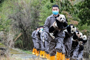 今日の1枚】パンダの飼育員、抱っこもお手のもの 中国 写真3枚 国際