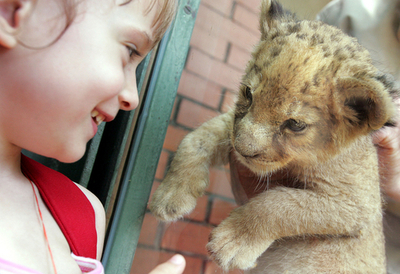 生後1か月の赤ちゃんライオンがお披露目に