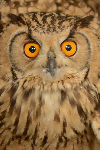 フクロウの頸動脈はなぜ切れない？米医学チームが解明