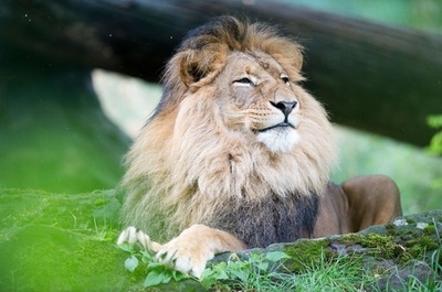 これぞ百獣の王！独動物園ライオンの豪快なあくび