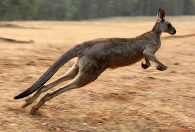 豪女性、カンガルーに跳び乗られ豊胸バッグ破裂