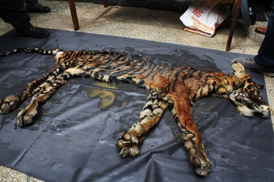 トラの毛皮などを取引しようとした男3人、おとり捜査で逮捕 インドネシア