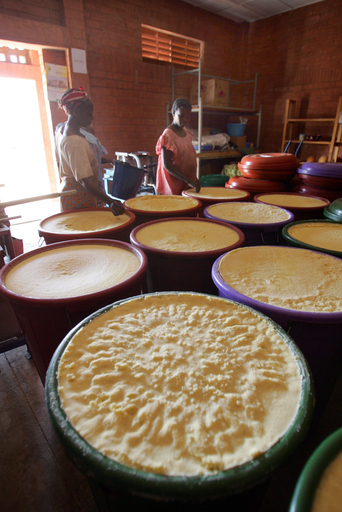 オーガニックブームでうるおうアフリカ最貧国ブルキナファソの女性たち