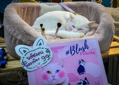 飛び込み競争やペット用メーク、タイでペットの博覧会