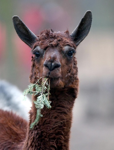 売れ残りが「ごちそう」に、ドイツ動物園