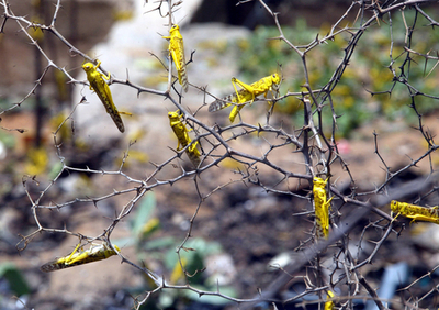 イナゴの大群は肥沃な地より過放牧の土地を好む、米研究