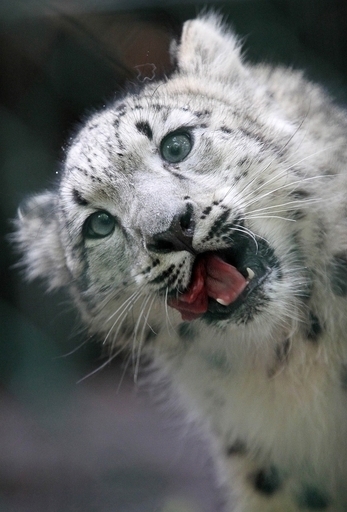 「普通の人」プーチン首相、今度はユキヒョウに接近