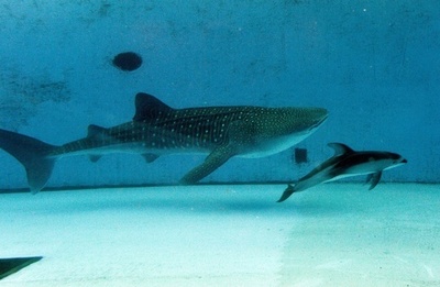 ジンベエザメとハンドウイルカの共演、八景島シーパラ