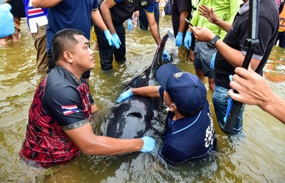 打ち上げられたクジラ救助 タイ南部