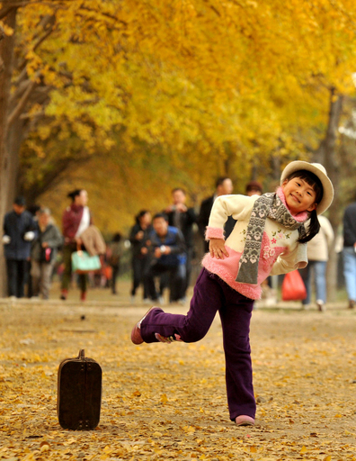 北京のイチョウ並木、紅葉シーズン到来