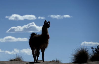 自由求めるラマ2頭の逃走劇、ツイッターで話題沸騰 米