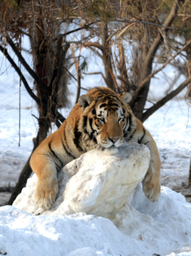 富裕層向けに「トラを殺すショー」、中国地元紙